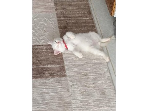 British longhair cinsi kedimiz