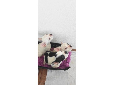 Ev ortamında büyümüş french bulldog bebekler