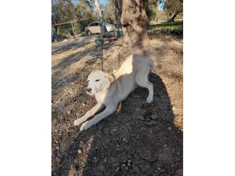 Labrador yavrumuz