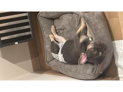 8 aylık french bulldog anatomisi harika lilac tan