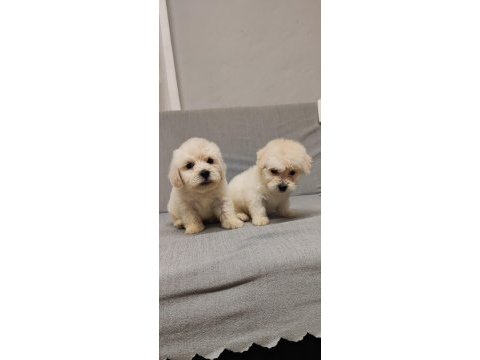 Maltipoo 2 adet uygun fiyata sahiplendirme yapılacaktır