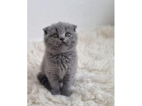 Scottish fold yavru kedilerimiz