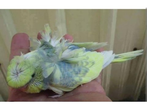 Takım japones muhabbet kuşu