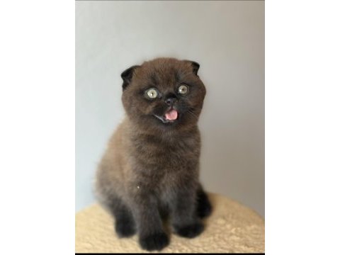 Scottish fold ev ortamından