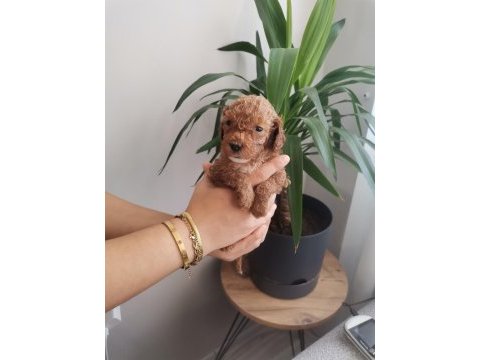 450 gram dişi toy poodle