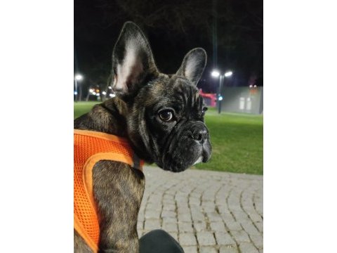 Köpeğimi ücretsiz sahiplendirmek istiyorum