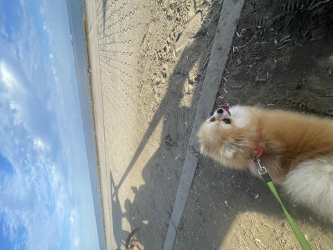 Orjinal pomeranian boo