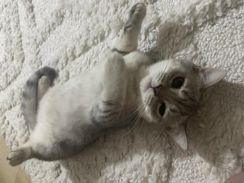 2 tane british shorthair yavrularımız