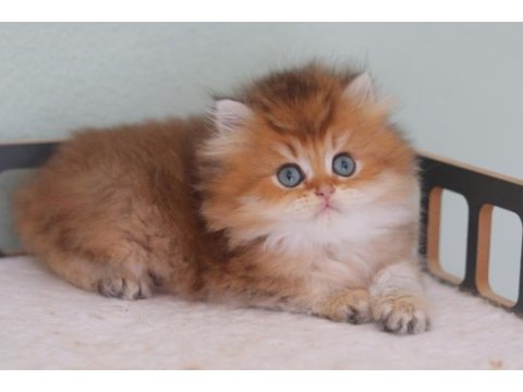 Safkan british longhair erkek