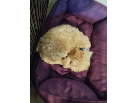 2 aylık toy poodle her şeyi ile vereceğim