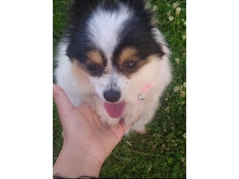 Çok tatlı köpeğimize acil yuva lütfen mesaj atın