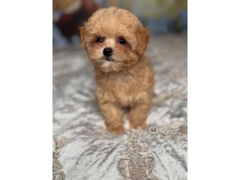 Dünya tatlısı maltipoo yavruları 