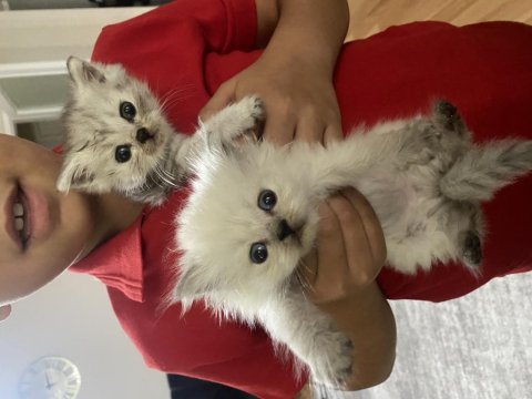 2 aylık british longhair yavrular yeni yuva arıyor