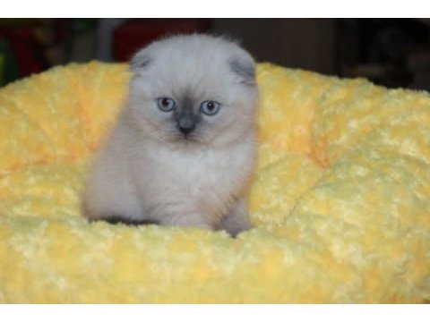 Scottish fold cinsi yavrumuz