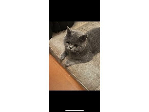 Sahiplendirme british shorthair dişi