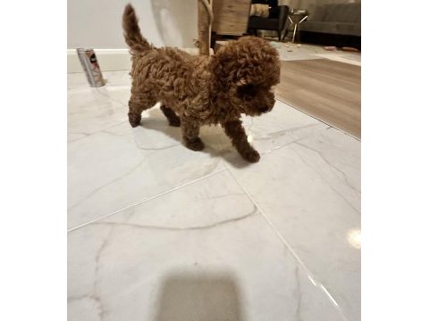 Kore kan teacup poodle dişi / erkek 850 gram 2 buçuk aylık