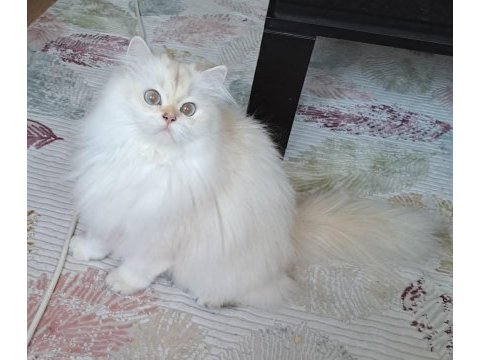 Secereli british longhair yetişkin dişi by1133