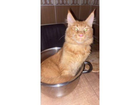 Tatlı maine coon kedimiz