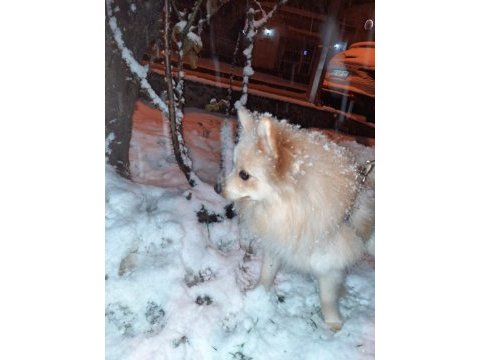 Özenle bakabilecek yeni bir aile arıyoruz ücretsiz köpeğim