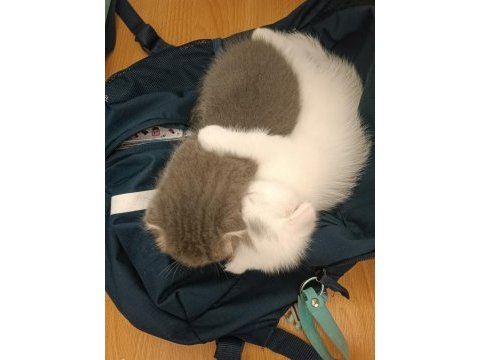 1.5 aylık scottish fold bebekler yuva arıyor