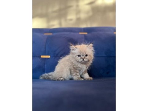 British longhair iki adet kedimiz