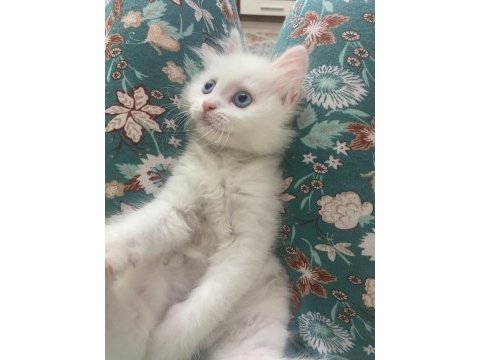 2.5 aylık erkek beyaz yavru british shorthair