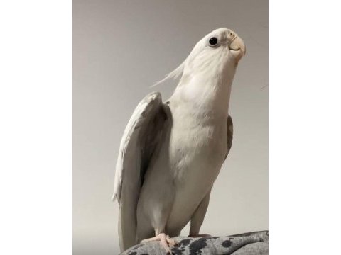 Eğitimli sultan papağanı albino wf