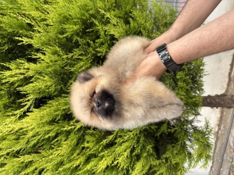 Minik ayıcık erkek pomeranian bebeklerimiz