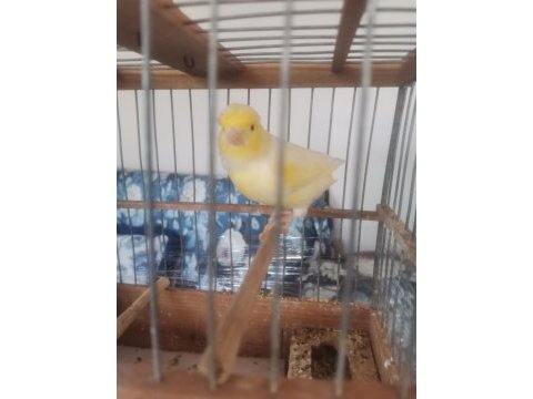 Hazir bangir bangir öter durumda mozaik kanarya