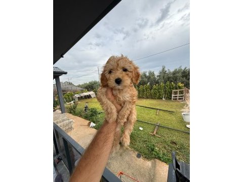 2 aylık erkek ırk garantili maltipoo