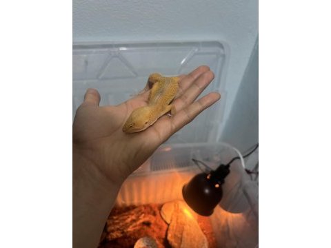 Dışı leopard gecko mandarine tangerine morphu