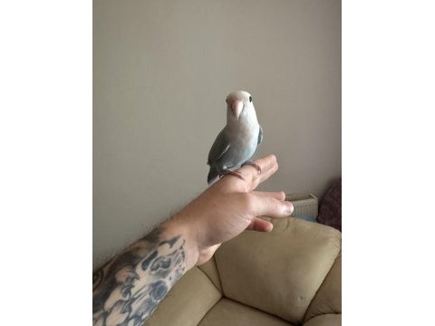 Oyun hamuru sevda papağanı