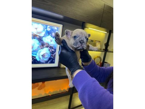 Egzotik french bulldog yavrularım harika renkler ve anatom