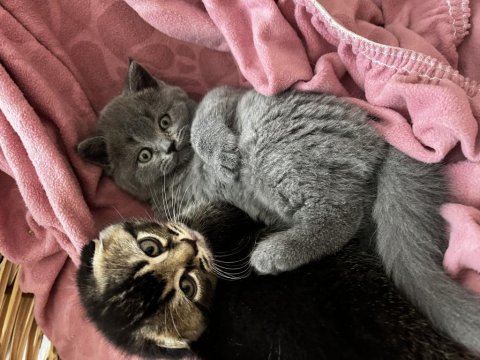 Scottish fold ve british shorthair yavrular