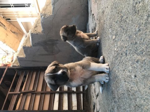 Dişi ve erkek kangal çift kaçırma derim bi aramanda şans var