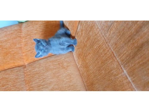 Süper kalite british shorthair yavru