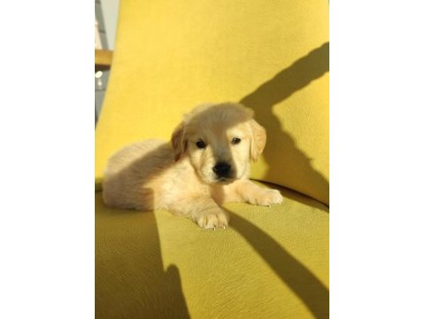 Golden retriever üst kalite bebek surat