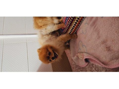 Pomeranian spitz
