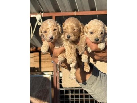 Maltipoo bebişler