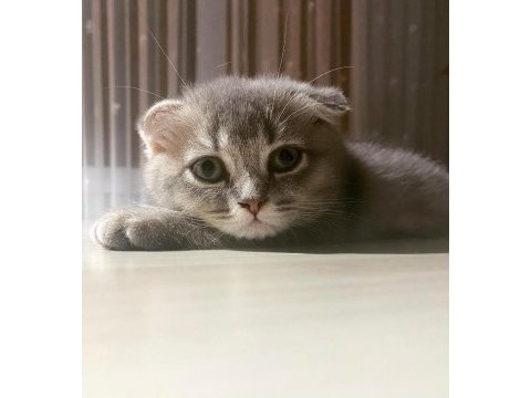Kalite scottish fold