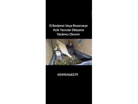 Eğitmelik yavru sultan papağanları