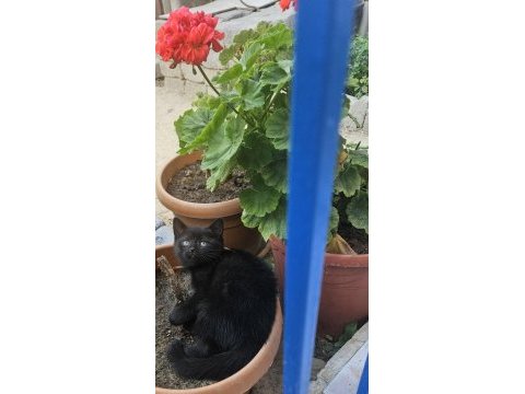Simsiyah lekesiz yeşil gözlü british shorthair