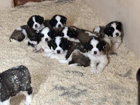 Safkan saint bernard yavruları
