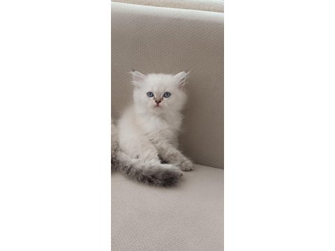 British longhair kardeşler