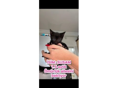 Mini mini tekir kediler yeni sıcak yuvalarını arıyoruz
