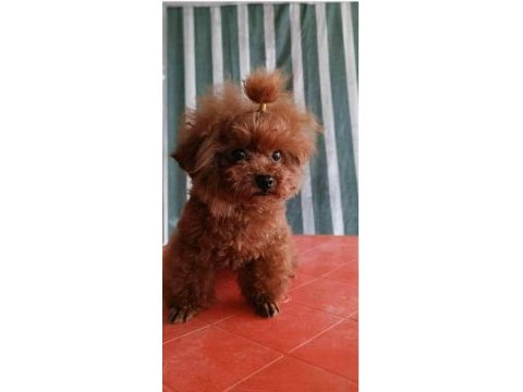 Dişi erkek kore baba toy anne poodle yavrular