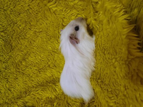 Dişi sheltie ginepig yavrumuz