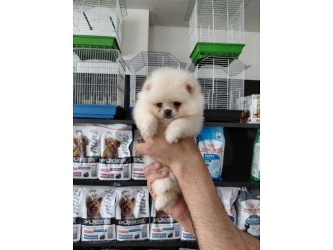 Pomeranian boo erkek yavrularımız
