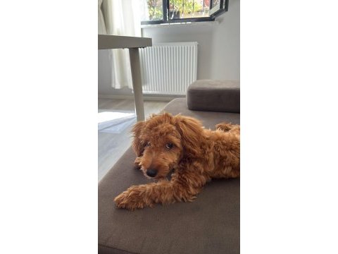 6 aylık aşıları tam sessiz sakin toy poodle