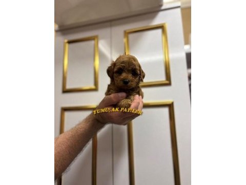 Toy poodle dişi - erkek